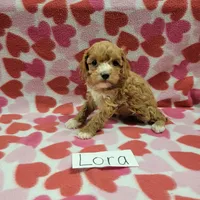Lora, a female Cavapoo for sale in Hopkinsville, KY – Photo 1 of 4