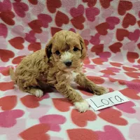 Lora, a female Cavapoo for sale in Hopkinsville, KY – Photo 3 of 4