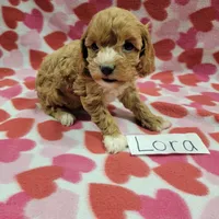 Lora, a female Cavapoo for sale in Hopkinsville, KY – Photo 2 of 4