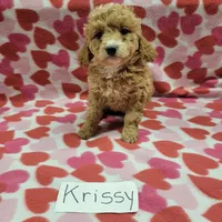 Krissy, a female Cockapoo for sale in Hopkinsville, KY – Photo 3 of 4
