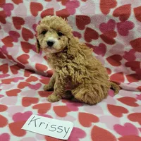 Krissy, a female Cockapoo for sale in Hopkinsville, KY – Photo 4 of 4