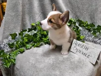 Austin, a male Pembroke Welsh Corgi for sale in Hopkinsville, KY – 6 of 6