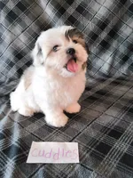 Cuddles, a female Bichon Frise and Shih Tzu for sale in Hopkinsville, KY – Photo 3 of 4