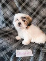 Cuddles, a female Bichon Frise and Shih Tzu for sale in Hopkinsville, KY – Photo 1 of 4