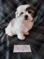 Cuddles, a female Bichon Frise and Shih Tzu for sale in Hopkinsville, KY – Photo 2 of 4