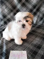 Cuddles, a female Bichon Frise and Shih Tzu for sale in Hopkinsville, KY – Photo 4 of 4