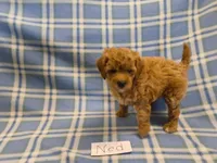 Ned, a male Cavapoo for sale in Hopkinsville, KY – 1 of 1
