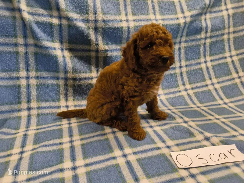 Oscar – Poodle - Miniature  puppy for sale in Hopkinsville, KY