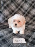 Riley, a male Bichon Frise and Shih Tzu for sale in Hopkinsville, KY – Photo 3 of 4