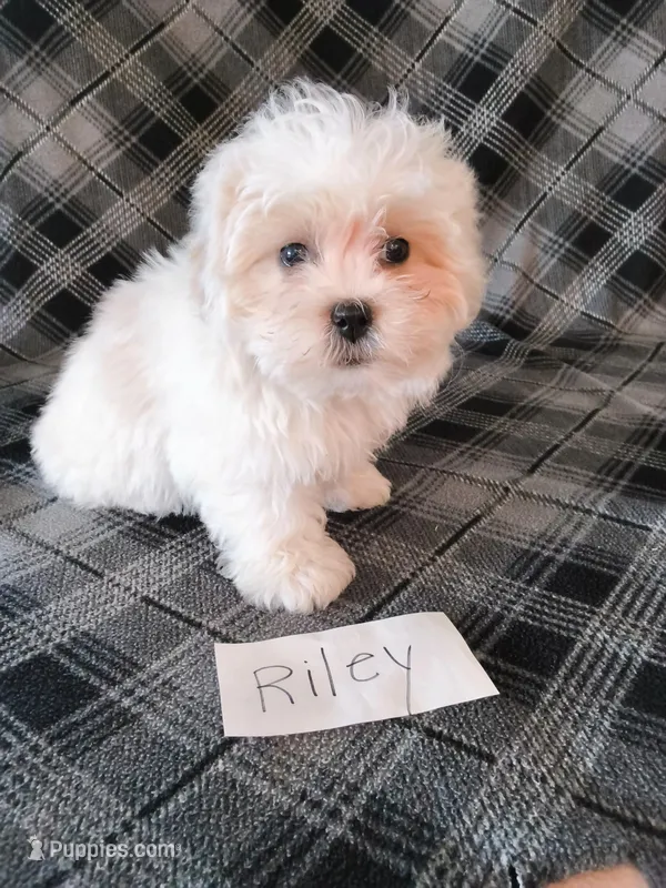 Riley – Bichon Frise, Shih Tzu puppy for sale in Hopkinsville, KY