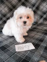 Riley, a male Bichon Frise and Shih Tzu for sale in Hopkinsville, KY – Photo 1 of 4