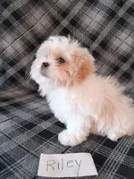 Riley, a male Bichon Frise and Shih Tzu for sale in Hopkinsville, KY – Photo 2 of 4