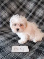 Riley, a male Bichon Frise and Shih Tzu for sale in Hopkinsville, KY – Photo 4 of 4
