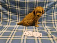 Pablo, a male Maltipoo for sale in Hopkinsville, KY – 2 of 3