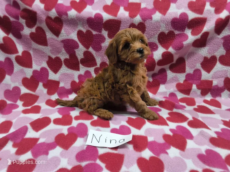Nina – Cavapoo puppy for sale in Hopkinsville, KY