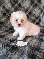 Ross, a male Bichon Frise and Shih Tzu for sale in Hopkinsville, KY – 3 of 3
