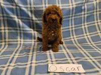 Oscar, a male Poodle - Miniature  for sale in Hopkinsville, KY – 2 of 3