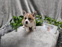 Lansing, a male Pembroke Welsh Corgi for sale in Hopkinsville, KY – 3 of 5