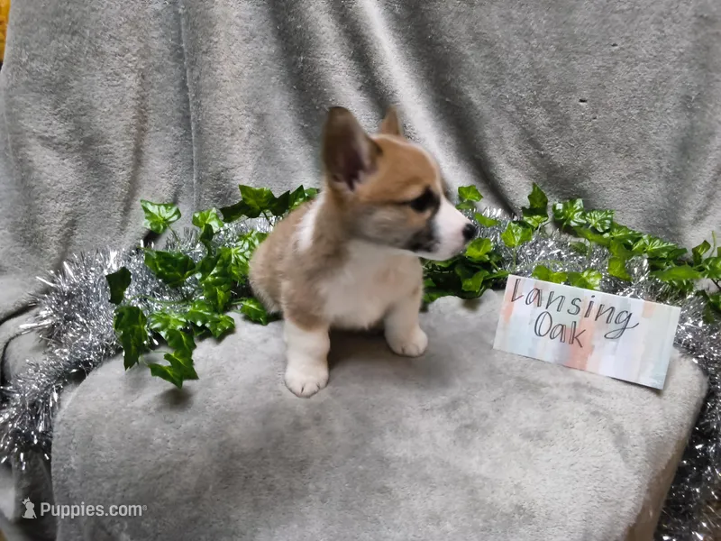 Lansing – Pembroke Welsh Corgi puppy for sale in Hopkinsville, KY