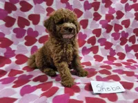 Sheba, a female Poodle - Toy  and Poodle - Miniature  for sale in Hopkinsville, KY – 2 of 2