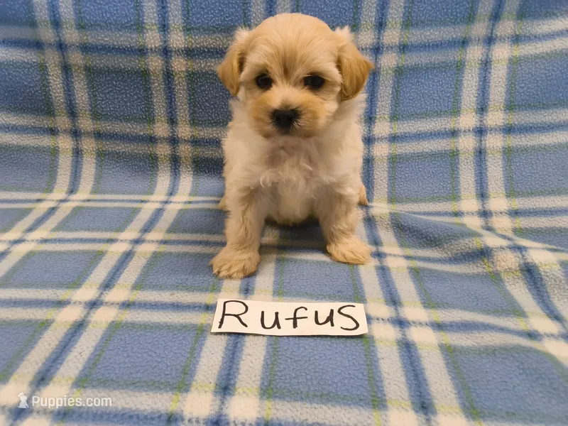 Rufus, a male Maltipoo for sale in Hopkinsville, KY – 1 of 3