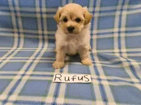 Rufus, a male Maltipoo for sale in Hopkinsville, KY – 1 of 3