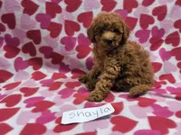 Shayla, a female Poodle - Toy  and Poodle - Miniature  for sale in Hopkinsville, KY – 2 of 2