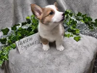 Austin, a male Pembroke Welsh Corgi for sale in Hopkinsville, KY – 5 of 6