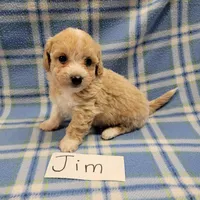 Jim, a male Bichpoo for sale in Hopkinsville, KY – Photo 3 of 4