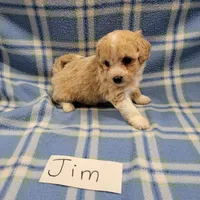 Jim, a male Bichpoo for sale in Hopkinsville, KY – Photo 2 of 4