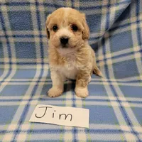 Jim, a male Bichpoo for sale in Hopkinsville, KY – Photo 1 of 4