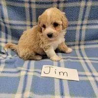 Jim, a male Bichpoo for sale in Hopkinsville, KY – Photo 4 of 4