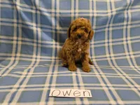 Owen, a male Poodle - Miniature  for sale in Hopkinsville, KY – 2 of 4