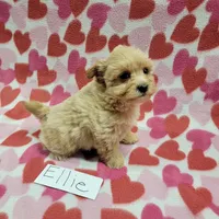 Ellie, a female Maltipoo for sale in Hopkinsville, KY – Photo 5 of 5