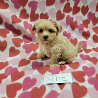Ellie, a female Maltipoo for sale in Hopkinsville, KY – Photo 3 of 5