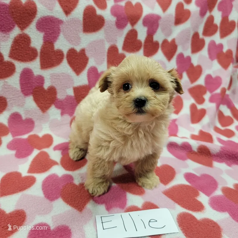 Ellie