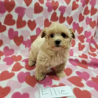 Ellie, a female Maltipoo for sale in Hopkinsville, KY – Photo 1 of 5