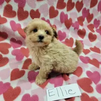 Ellie, a female Maltipoo for sale in Hopkinsville, KY – Photo 2 of 5