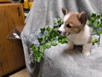 Lincoln, a male Pembroke Welsh Corgi for sale in Hopkinsville, KY – 2 of 4