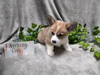 Lansing, a male Pembroke Welsh Corgi for sale in Hopkinsville, KY – 4 of 5
