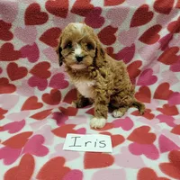 Iris, a female Cavapoo for sale in Hopkinsville, KY – Photo 3 of 3