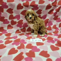 Iris, a female Cavapoo for sale in Hopkinsville, KY – Photo 2 of 3