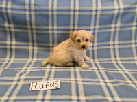 Rufus, a male Maltipoo for sale in Hopkinsville, KY – 3 of 3
