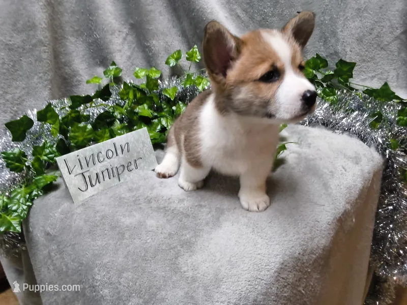 Lincoln – Pembroke Welsh Corgi puppy for sale in Hopkinsville, KY