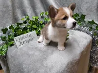Lincoln, a male Pembroke Welsh Corgi for sale in Hopkinsville, KY – 1 of 4