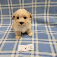 Eric, a male Maltipoo for sale in Hopkinsville, KY – Photo 3 of 4