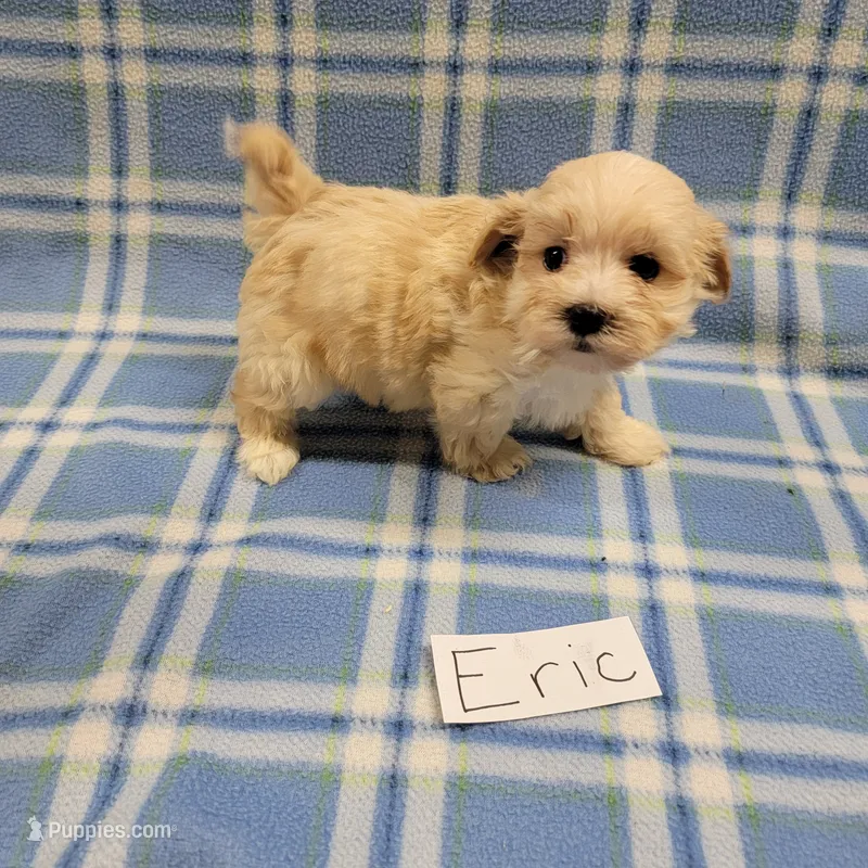 Eric