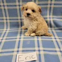 Eric, a male Maltipoo for sale in Hopkinsville, KY – Photo 4 of 4