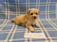 Rascal, a male Maltipoo for sale in Hopkinsville, KY – 3 of 3