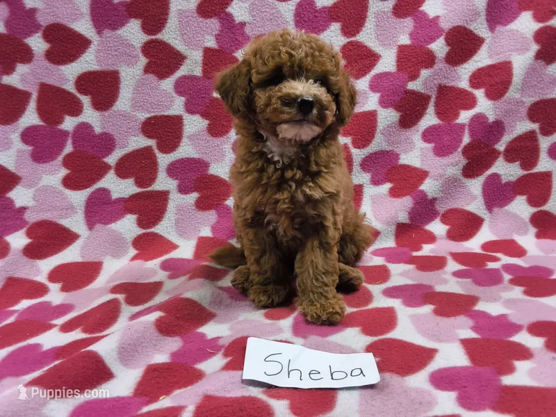 Sheba – Poodle - Toy , Poodle - Miniature  puppy for sale in Hopkinsville, KY